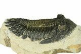 Bargain, Hollardops Trilobite Fossil - Ofaten, Morocco #287472-2